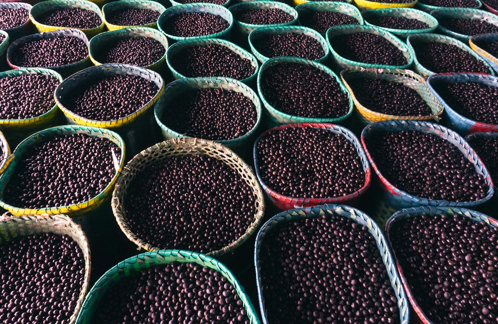 Após pressão do governo, COP30 libera açaí em cardápios oficiais do evento