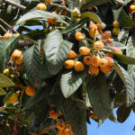 A fruta rica em antioxidantes que pode ajudar a manter a saúde do fígado