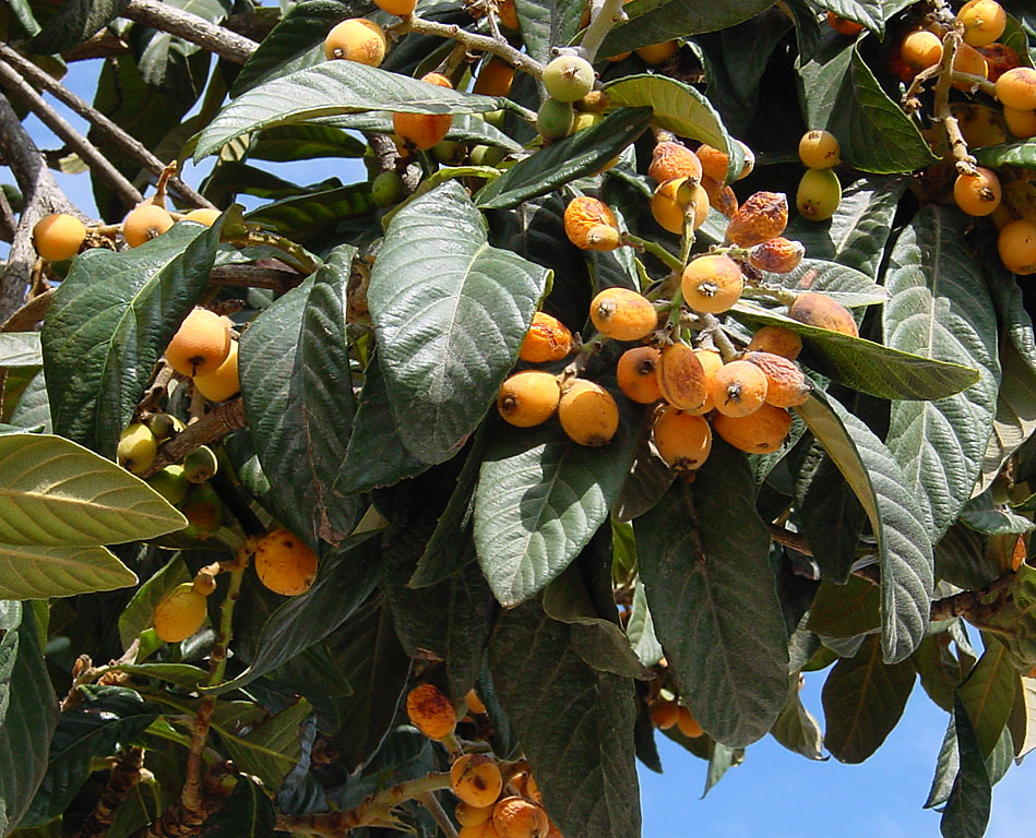 A fruta rica em antioxidantes que pode ajudar a manter a saúde do fígado