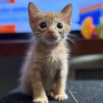 Adoção de pet: veja como funciona o processo em cidades da Região Metropolitana de São Paulo