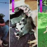 Cadelinha abandonada é resgatada grávida em estrada rural e dá à luz seis filhotes; cinco ainda esperam adoção