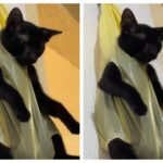 Vídeo de gato pendurado em sacola como 'castigo' viraliza nas redes; VEJA