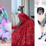 Morre Tika the Iggy, cachorrinha de looks estilosos com mais de 4 milhões de seguidores