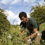 Produtor de MG planta manejo sustentável e colhe aumento de 22% na produção de café