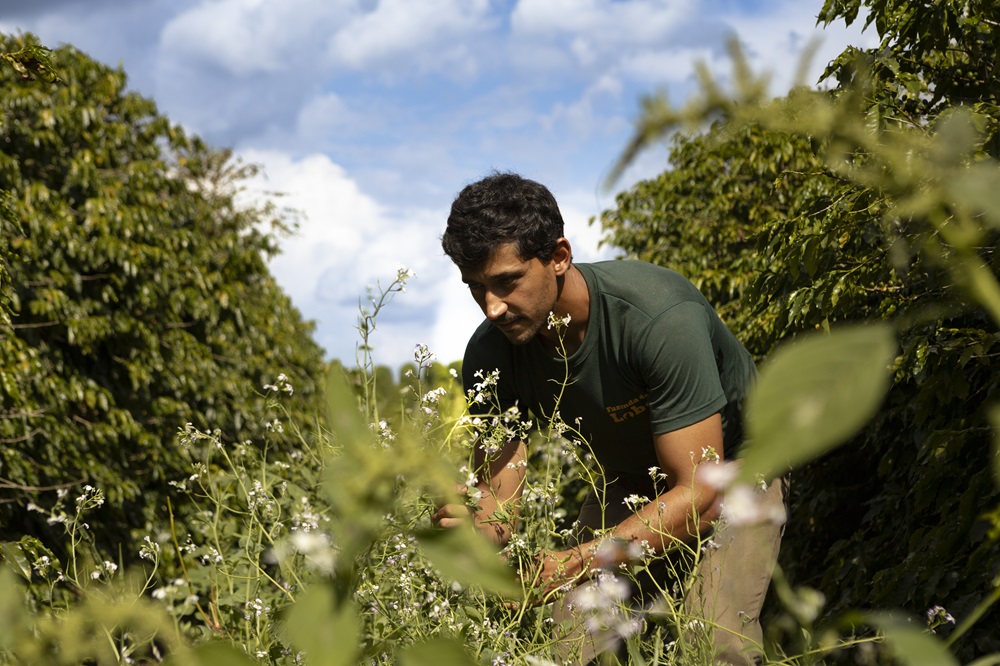Produtor de MG planta manejo sustentável e colhe aumento de 22% na produção de café