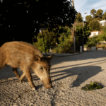 Peste suína volta à Espanha após 30 anos – analistas avaliam efeitos para MBRF e JBS