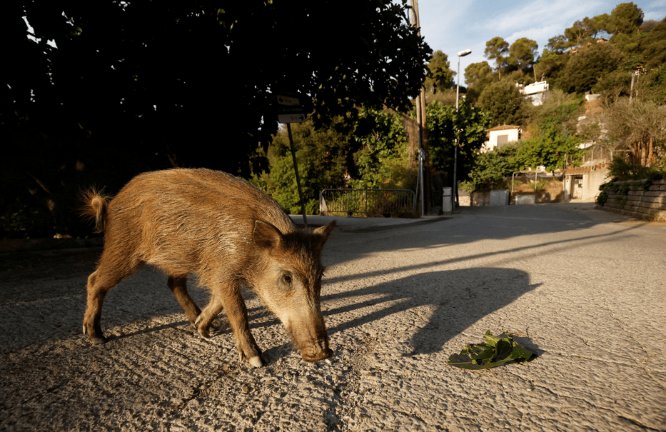 Peste suína volta à Espanha após 30 anos – analistas avaliam efeitos para MBRF e JBS