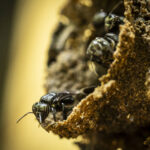 A extinção das abelhas