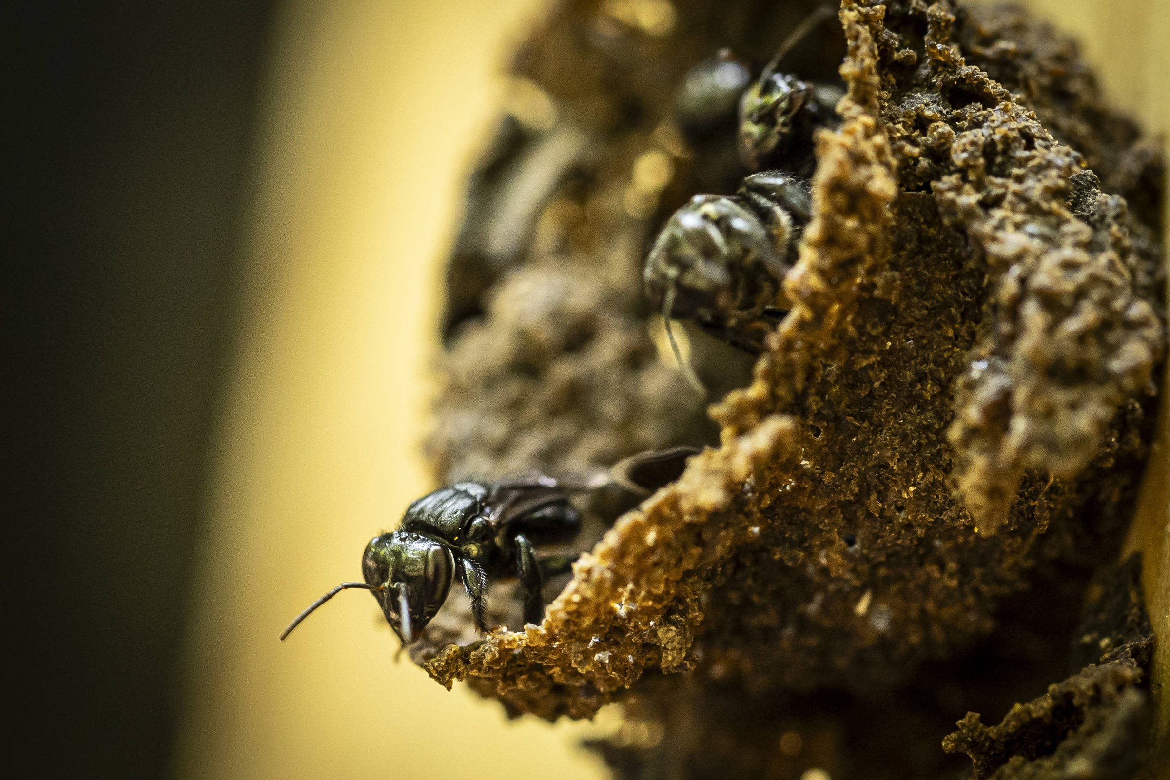 A extinção das abelhas