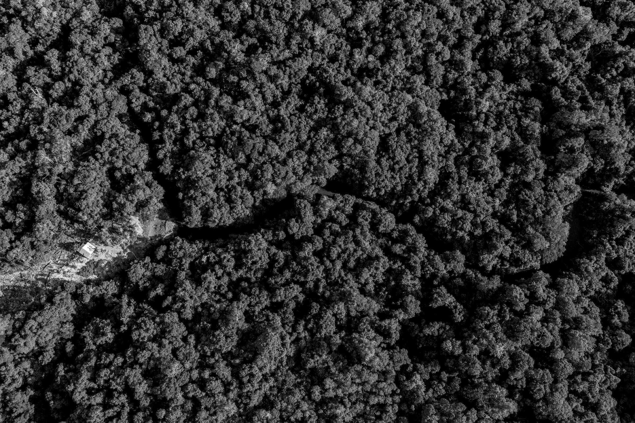 Indigenistas decifram sinais na floresta para proteger grupos isolados da amazônia