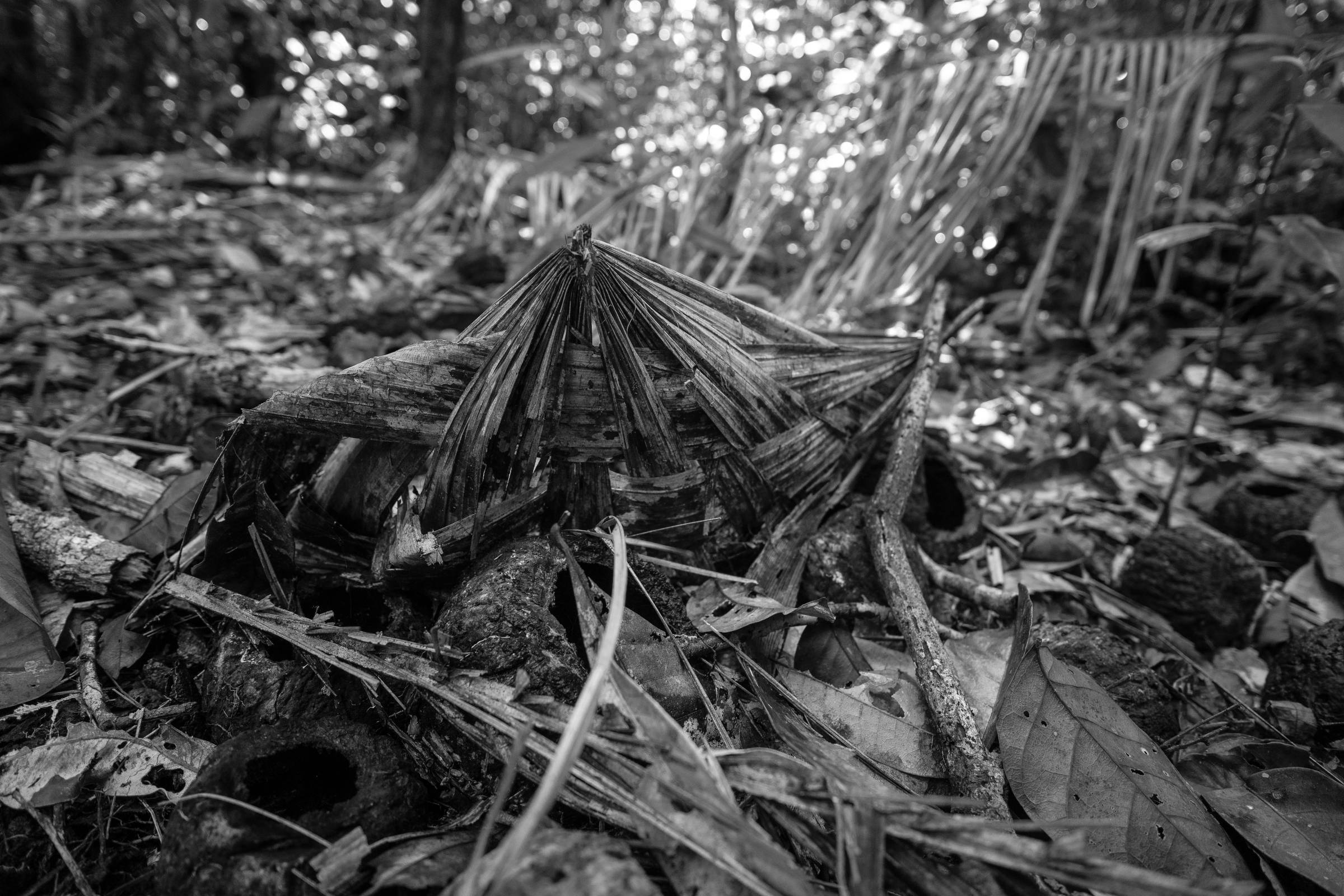 Tese do marco temporal, derrubada pelo STF, era ameaça a indígenas isolados