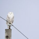 Espécie de coruja famosa pela saga 'Harry Potter' recebe proteção internacional da ONU; entenda