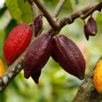 Governo reduz para 6 meses prazo do drawback de importação de cacau