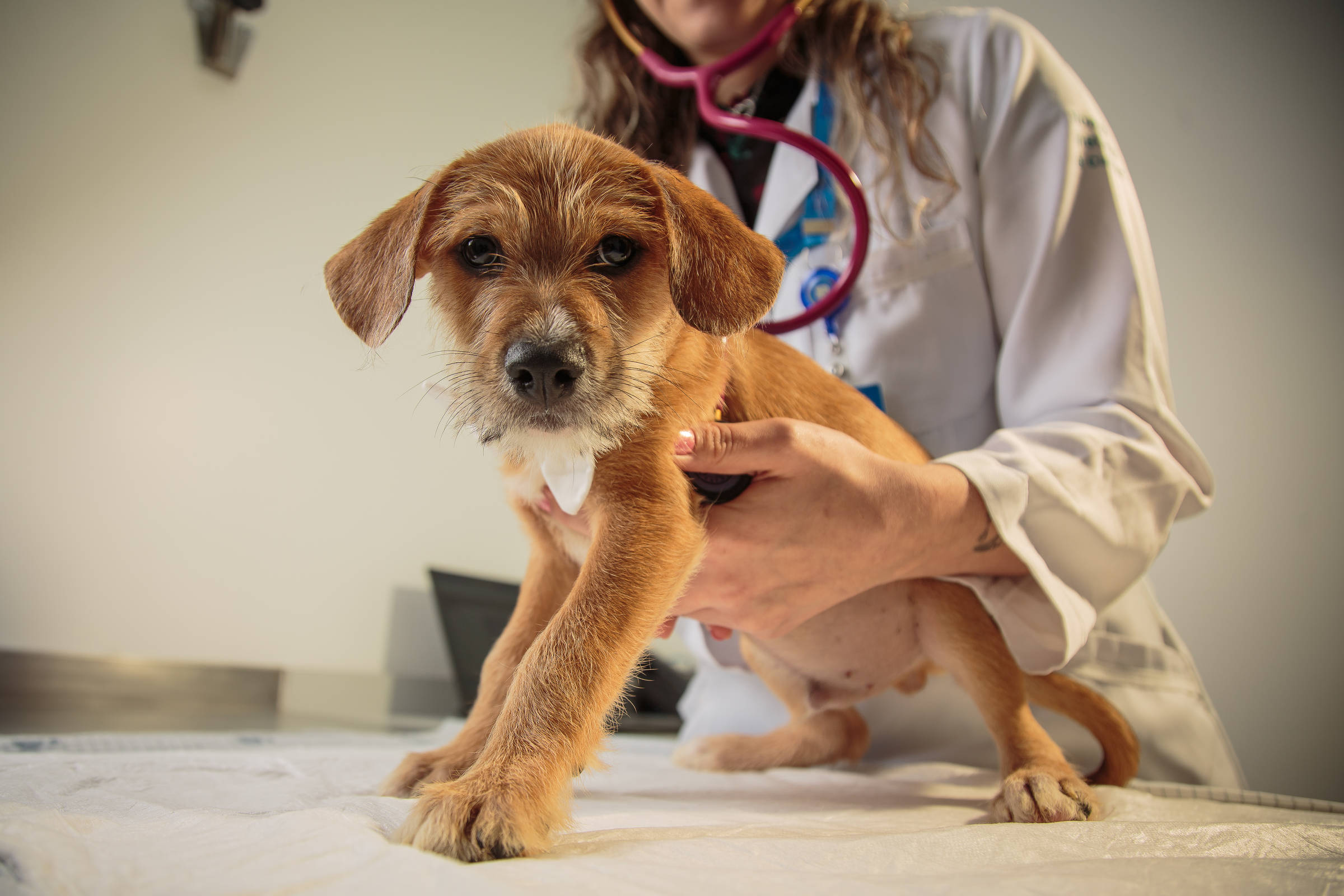 Direitos de animais expandem dignidade, novelas de frutas dão vazão à barbárie