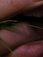 'O morro dos ventos uivantes' subverte clássico subversivo com beleza, exagero e tesão; g1 já viu