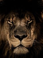 Como saber se deu tudo certo com a declaração do Imposto de Renda? Entenda os status