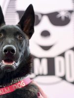 De cadela abandonada a estrela de Cannes: cachorrinha chilena Yuri ganha Palma Canina