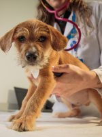 Direitos de animais expandem dignidade, novelas de frutas dão vazão à barbárie