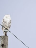 Espécie de coruja famosa pela saga ‘Harry Potter’ recebe proteção Espécie de coruja famosa pela saga 'Harry Potter' recebe proteção internacional da ONU; entenda