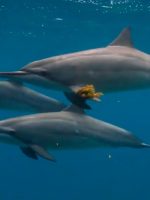 Estamos perto de entender o que os animais querem dizer para nós?