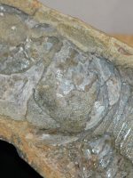 Fósseis retirados da Bacia do Araripe voltam ao Brasil 30 Fósseis retirados da Bacia do Araripe voltam ao Brasil 30 anos depois