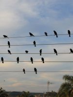 Foto de pássaros em fios elétricos vira sinfonia premiada em Cannes