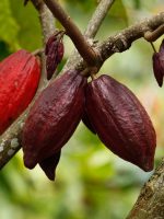 Governo reduz para 6 meses prazo do drawback de importação de cacau