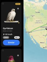 Pombo-correio digital? Aplicativo envia mensagens que podem chegar em 1 Pombo-correio digital? Aplicativo envia mensagens que podem chegar em 1 ano