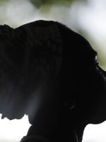 RJ: Centro Cultural Justiça Federal celebra mês da Consciência Negra RJ: Centro Cultural Justiça Federal celebra mês da Consciência Negra