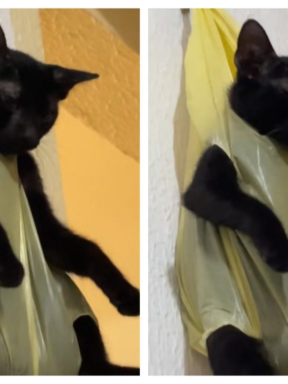 Vídeo de gato pendurado em sacola como ‘castigo’ viraliza nas Vídeo de gato pendurado em sacola como 'castigo' viraliza nas redes; VEJA