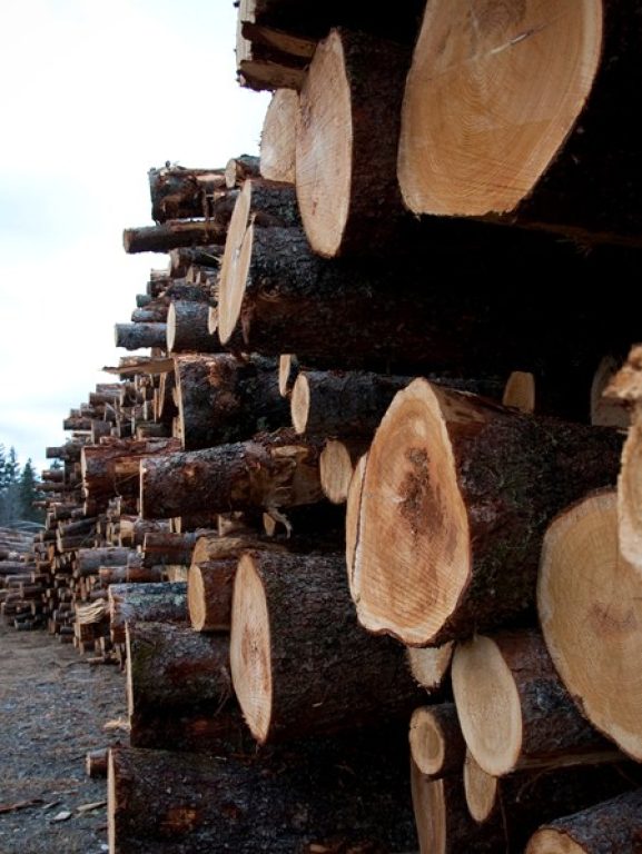 setor ainda é oportunidade na Bolsa brasileira?